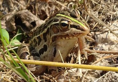 トノサマガエル