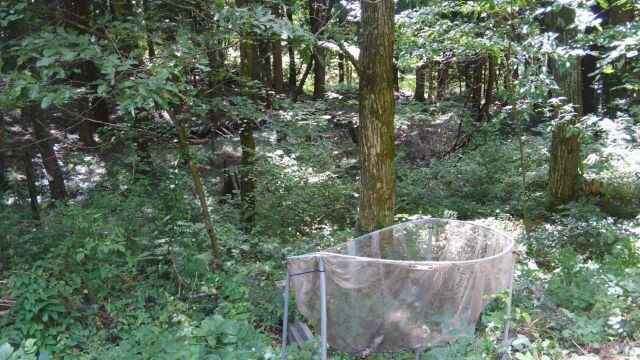 センター内の森に仕掛けられている、豊凶調査のトラップ。ここに落ちた木の実が溜まる仕掛けです。