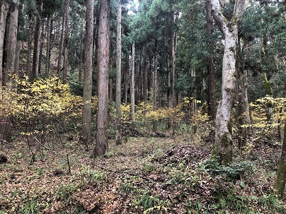 （写真１）クロモジ