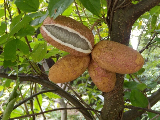 （写真）ミツバアケビの果実