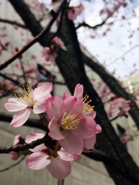 （写真）桜の様子