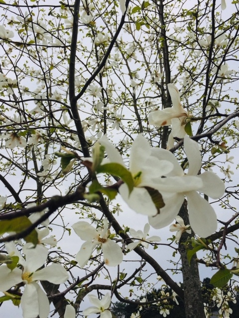 （写真）こぶしの花。