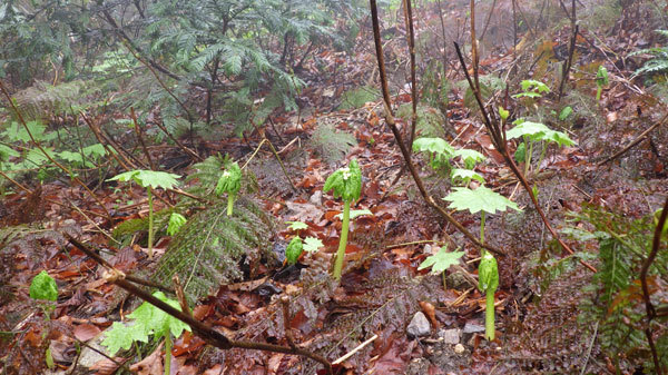 地蔵尊展望台近くのサンカヨウ自生地の様子、葉が出たばかりのものが多いです