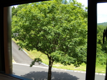 窓から見えるコナラの樹写真。