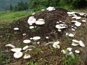 島根県 白い大型きのこ トップ くらし 地域振興 交通 関係機関 中山間地域研究センター 一言コラム