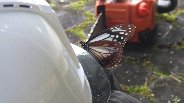 ヘルメットにとまるアサギマダラの様子