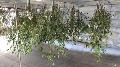 クロモジの枝。農業ハウス内に日よけシートを設置して作った即席の乾燥場に天井からぶら下げて干しています。