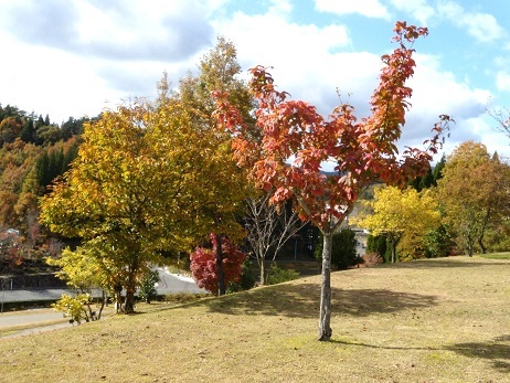 （写真）紅葉した樹木