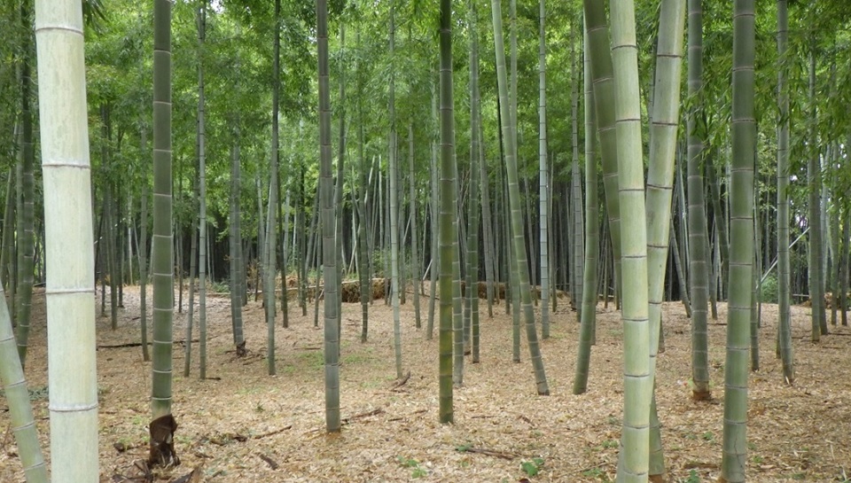 （写真）管理された竹林