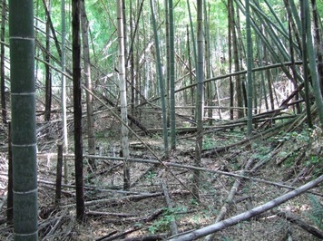 （写真）荒廃した竹林