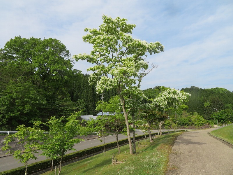 写真：ヒトツバタゴの木