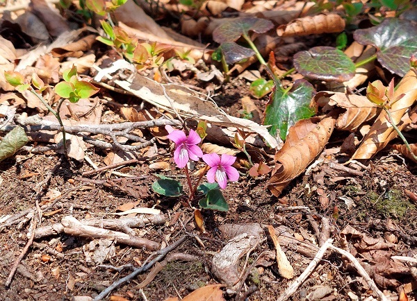 シハイスミレの画像