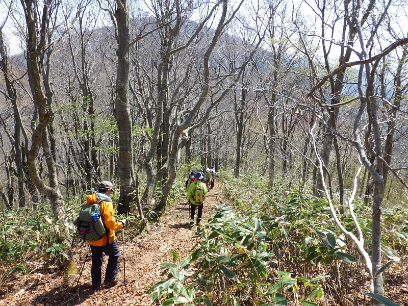 前方に毛無山がみえる縦走路の画像