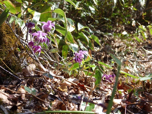 イカリソウの画像