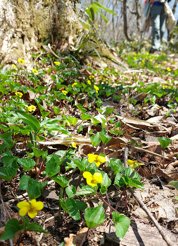 ダイセンキスミレの花の画像