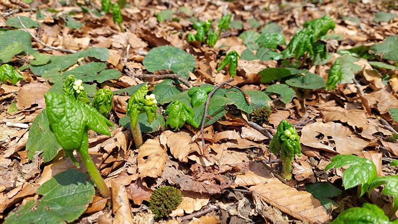 山頂小屋周辺に出ていたサンカヨウの様子