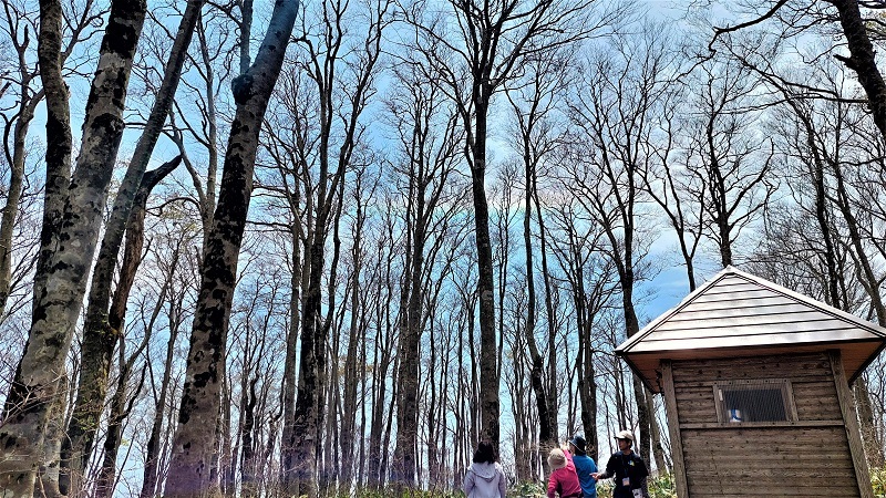 環水平アークを見上げる参加者の画像