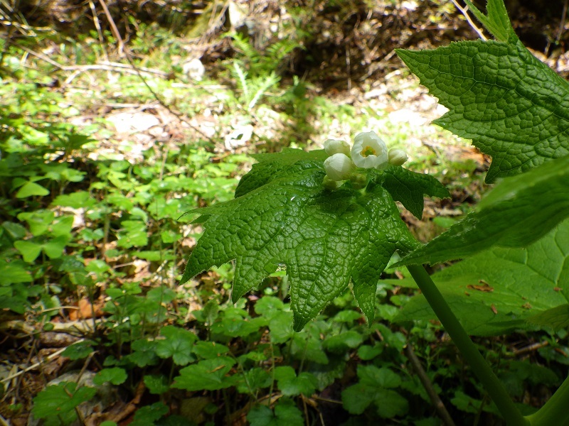 権現滝の脇で見たサンカヨウの開花直前の蕾の画像