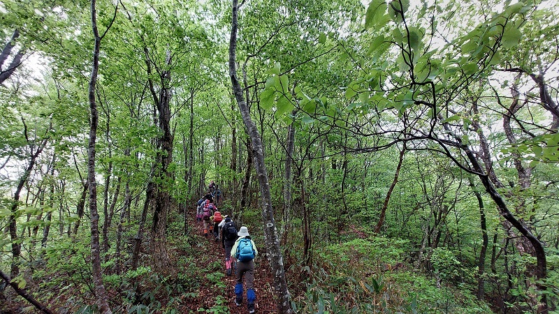新緑の指谷山縦走路の画像