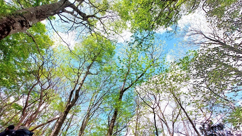 午後の新緑と青空の画像