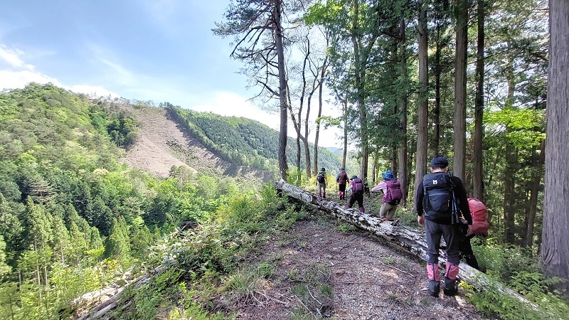 主伐エリアがみえる旧木地屋Bルートを歩く画像