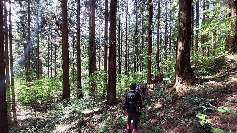 明治40年植栽のスギ展示林を歩く画像