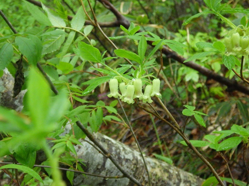 ウスギヨウラクの花の画像