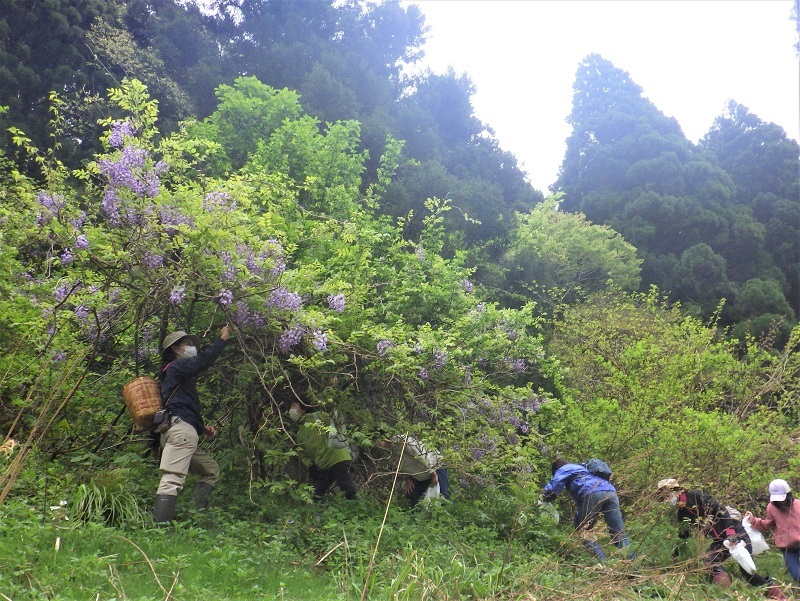 フジの花を集めにいく画像