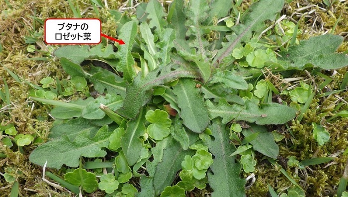 ブタナの葉の画像