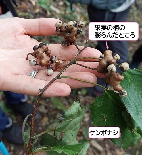 ケンポナシを拾う画像