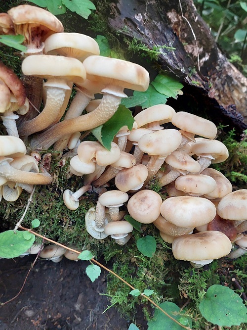 ナラタケの画像