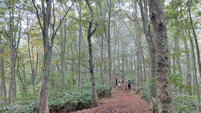 緩やかな尾根のブナ林の画像