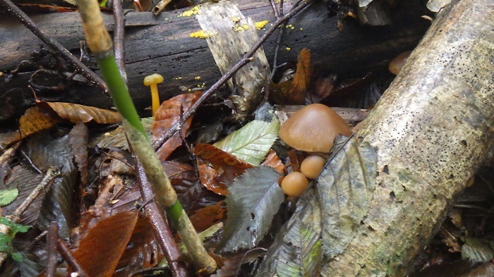 ムササビタケの画像