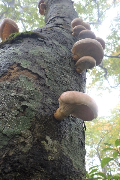 ブナの枯木に生えていたツキヨタケの画像