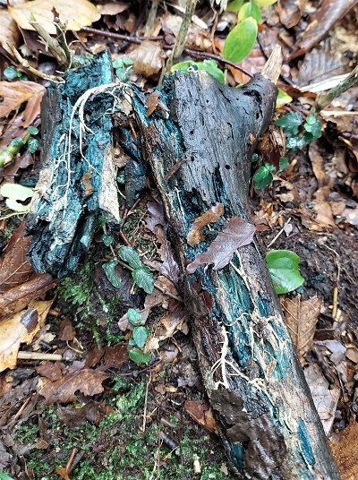 ロクショウグサレ菌で緑青色になった朽ち木の画像