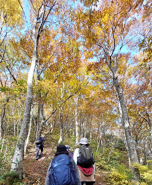 ブナの黄葉の画像