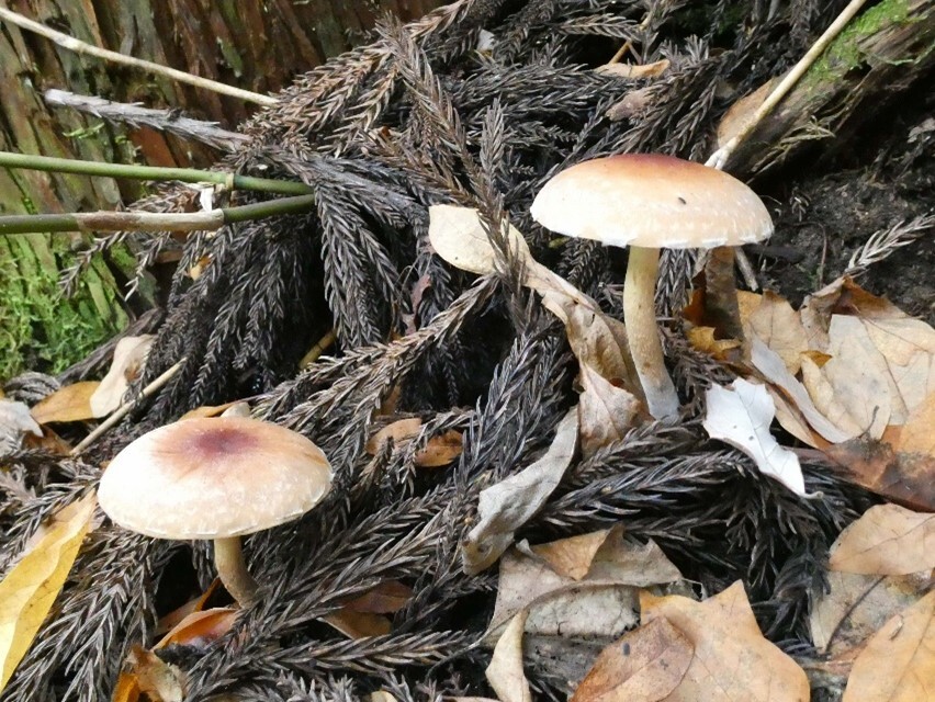 クリタケの写真画像