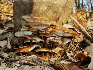 写真）野生のエノキタケ