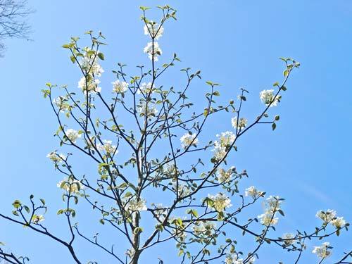 ムシカリの花の画像