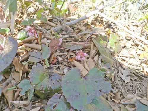 草ノ城山のイワカガミの蕾の画像