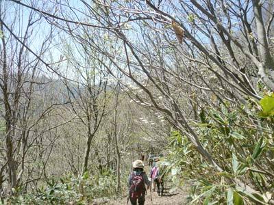 ムシカリが咲く縦走路の様子