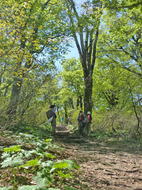 登山道の両側にひろがる自生地の様子