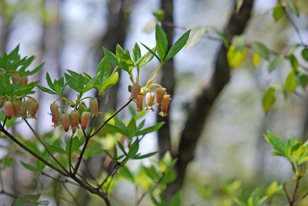 ウスギヨウラクの花