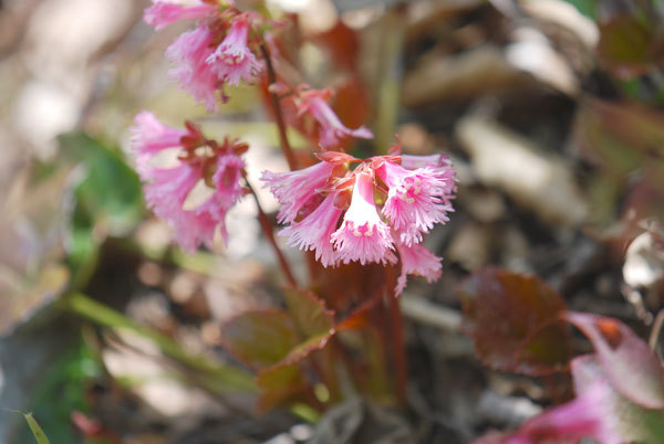 イワカガミの花