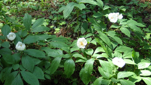 山野草園のヤマシャクヤクの様子