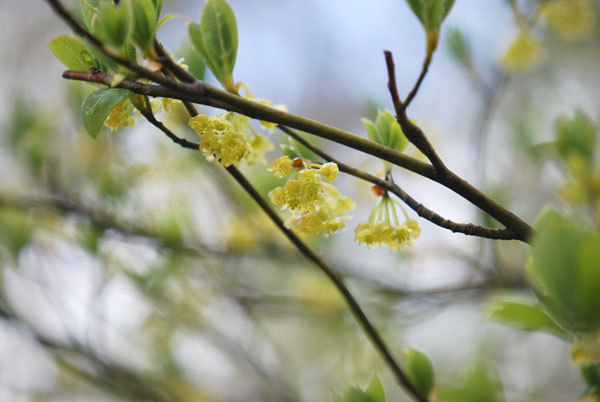 クロモジの花の画像