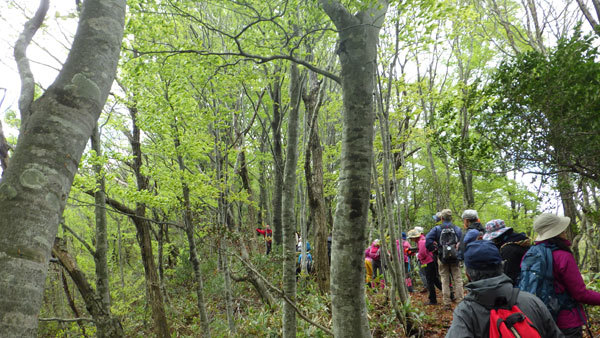 新緑がひろがる指谷山縦走路の様子