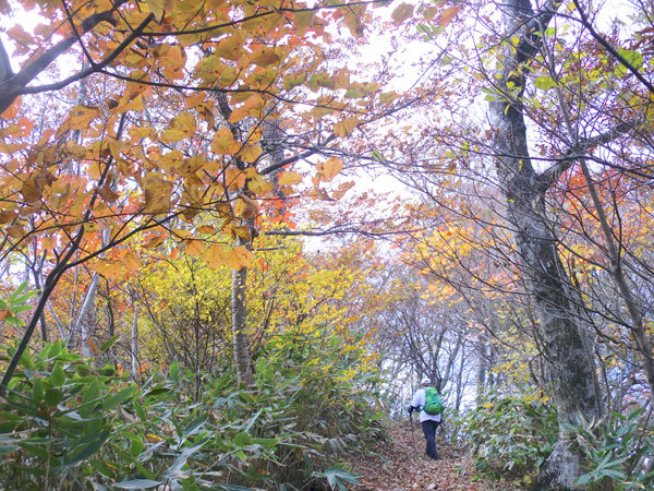 鮮やかな紅葉