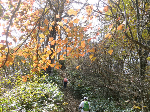 琴引分かれ近くの紅葉の様子