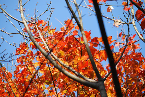 ウリハダカエデの紅葉の画像